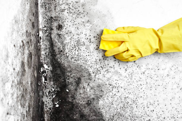 Best Local Mold Removal Service  in County Center, VA