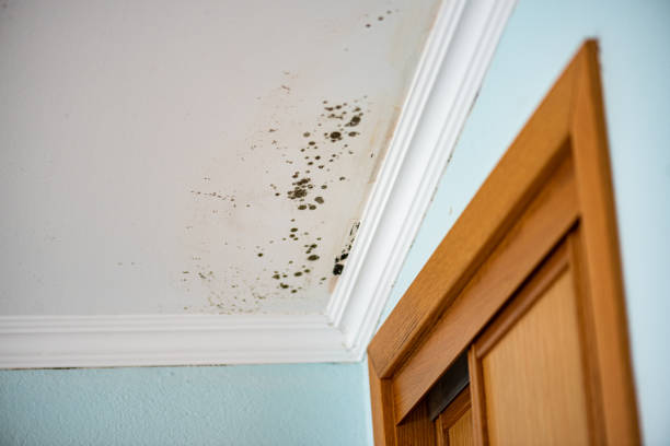 Best Mold Damage Repair  in County Center, VA