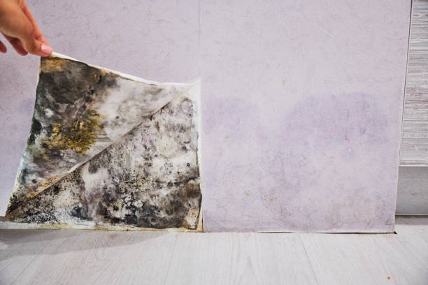 Professional Mold Removal in County Center, VA